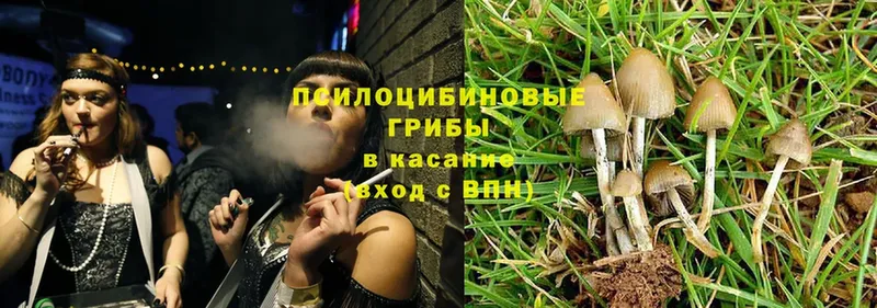 Псилоцибиновые грибы Psilocybe  купить наркотик  Липки 